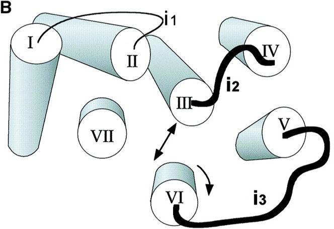 <p>Intracellular loops (i2 and i3) of the receptor which is exposed during extracellular ligand binding and receptor activation </p>