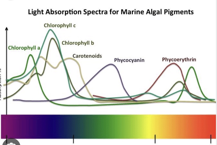 <p>What colors are absorbed or reflected based on the graph for phycocyanin? </p>