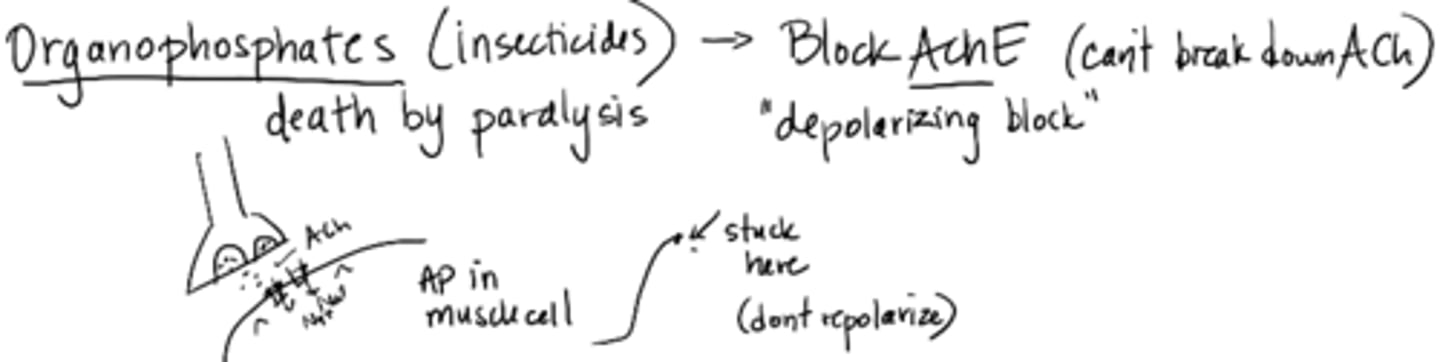 <p>death by paralysis </p><p>blocks AChE (cannot break down ACh)</p><p>depolarizing block; does not repolarize</p>