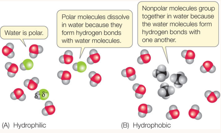 <p><span style="background-color: transparent; font-family: "Open Sans", sans-serif;"><span>Substances that are attracted to water in this manner are called </span><strong><span>hydrophilic</span></strong><span> </span><em><span>(“water-loving”).</span></em></span></p><p></p><p><span style="font-family: "Open Sans", sans-serif;"><span>Substances can also be </span><strong><span>hydrophobic</span></strong><span> (“water fearing”).&nbsp;</span></span></p><ul><li><p><span style="font-family: "Open Sans", sans-serif;"><span>Technically speaking, hydrophobic substances aren’t really “water-fearing”, they just end up grouping together because any surrounding water molecules </span><em><span>are</span></em><span> attracted to each other.&nbsp;</span></span></p></li></ul><p></p>