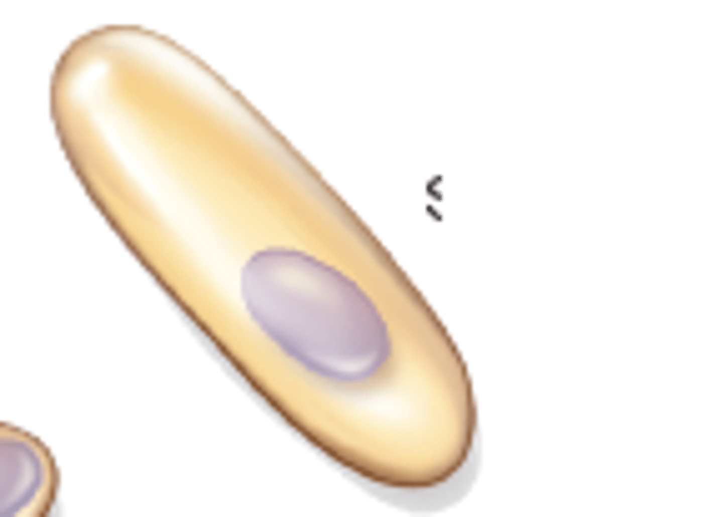 <p>Spores that form between the center and the end of a bacterial cell</p>