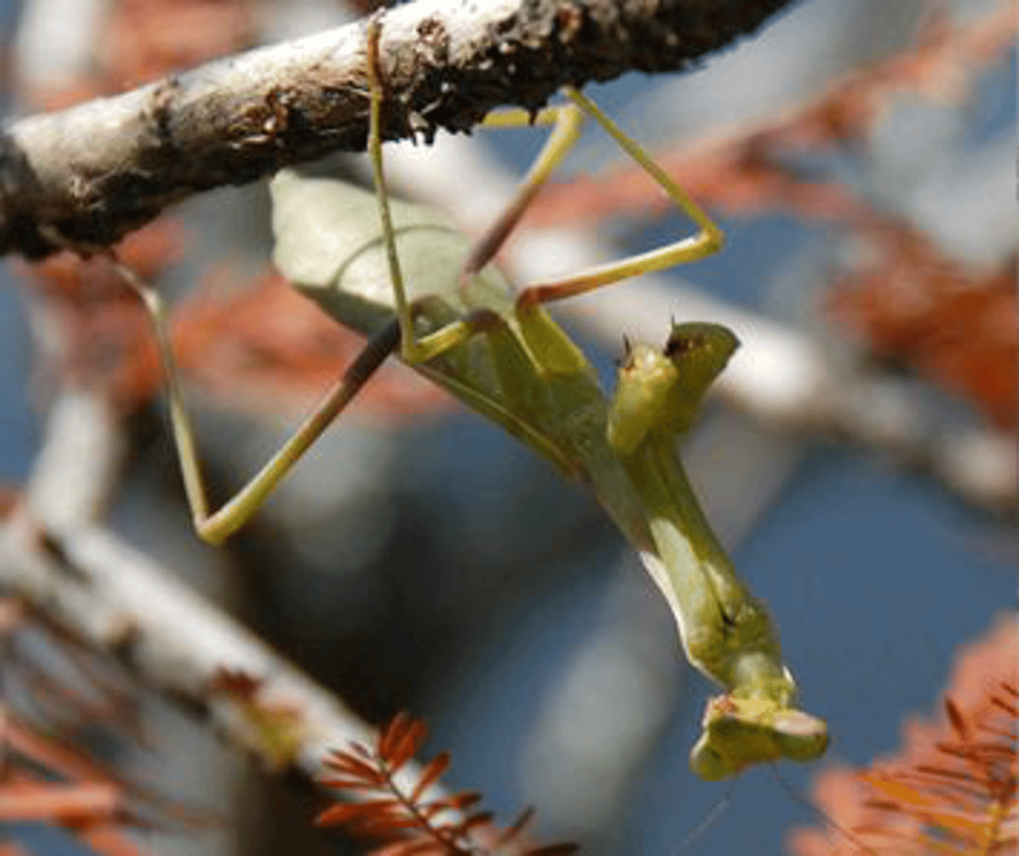 <p>Identify the insect shown:</p>