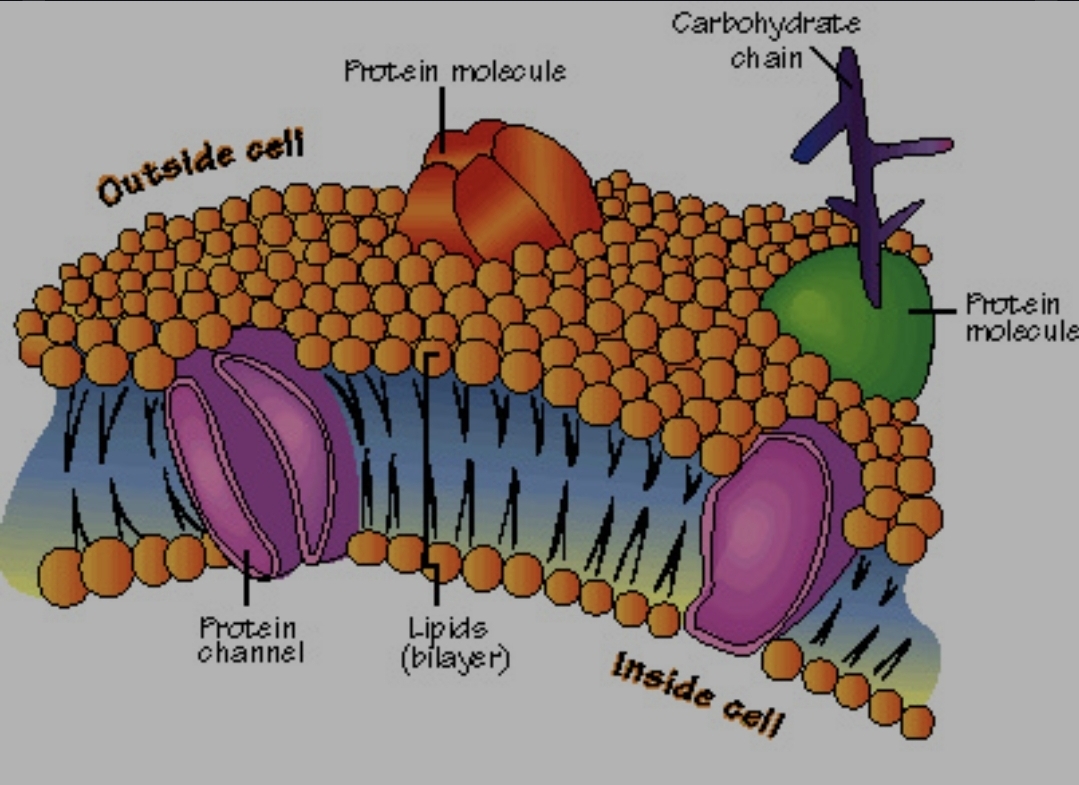 <p>Homeostasis of a cell is maintained by</p>