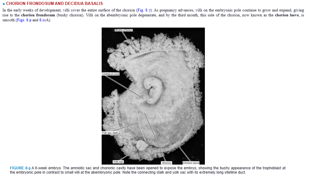 <p>CHORION FRONDOSUM AND DECIDUA BASALIS</p><p>In the early weeks of development, villi cover the entire surface of the chorion (Fig. 8.7). As pregnancy advances, villi on the embryonic pole continue to grow and expand, giving rise to the chorion frondosum (bushy chorion). Villi on the abembryonic pole degenerate, and by the third month, this side of the chorion, now known as the chorion laeve, is smooth (Figs. 8.9 and 8.10A).</p>