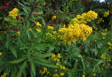 <p>Seaside goldenrod </p>