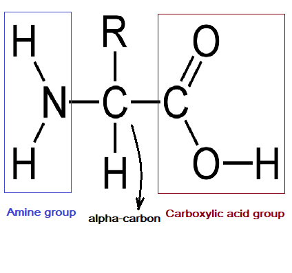 <p>R=CH2-CH2-COOH</p><p>H2N-C-COOH</p><p>^H</p>