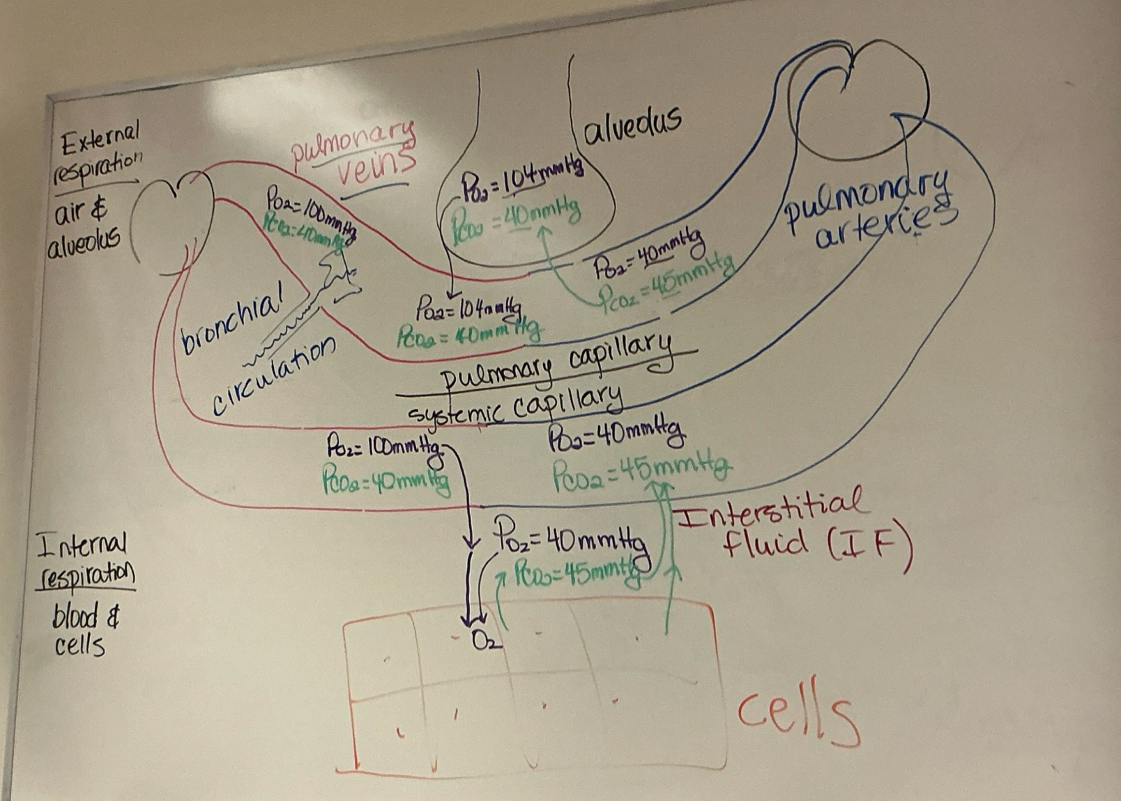 <p>internal - systematic gas exchange (between blood + cells)</p><p>external - alveolar gas exchange <mark data-color="red" style="background-color: red; color: inherit">do i just need to know whats in pictures?</mark></p><p>pulmo vent - breathing, quiet breathing (at rest, rhythmic); inspiration+expiration; <mark data-color="red" style="background-color: red; color: inherit">change in vol causes gas pressure changes in thoracic cavity. change in vol causes gas pressure changes in thoracic cavity (do we need to know these details)</mark></p>