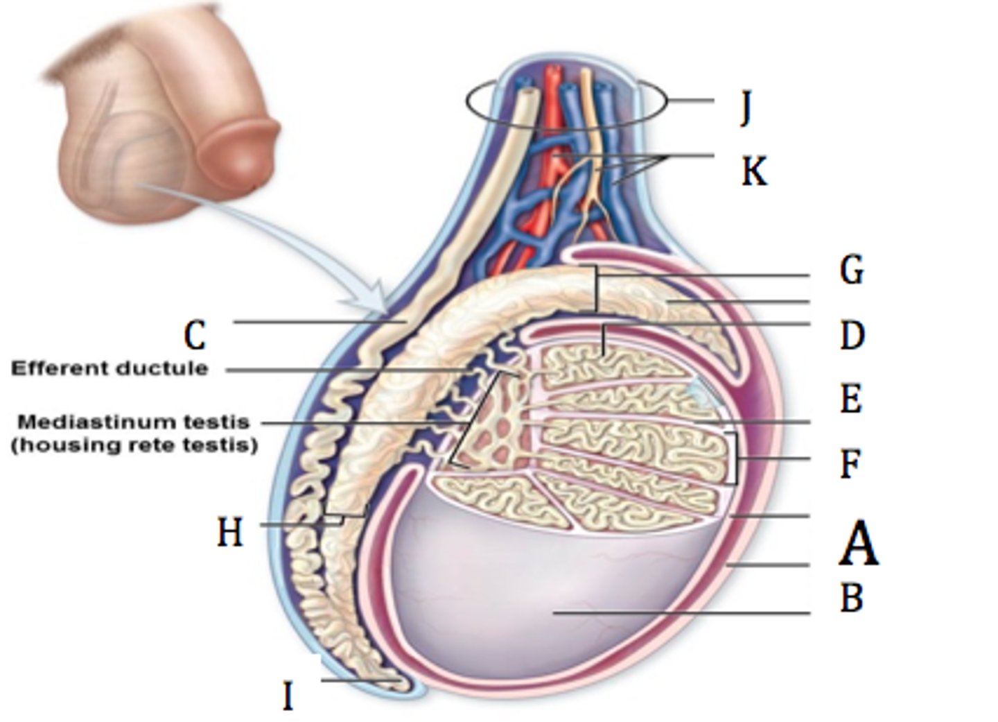 <p>B. en tät, vitaktig bindvävskapsel som skyddar och omsluter testiklarna (tunica albuginea testis) och penis svällkroppar (tunica albuginea corporas cavernosa)</p>