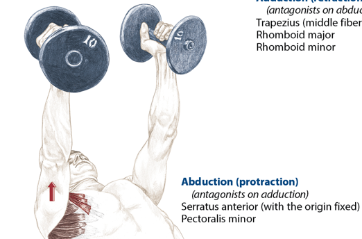 <p>Serratus anterior, pectoralis minor</p>