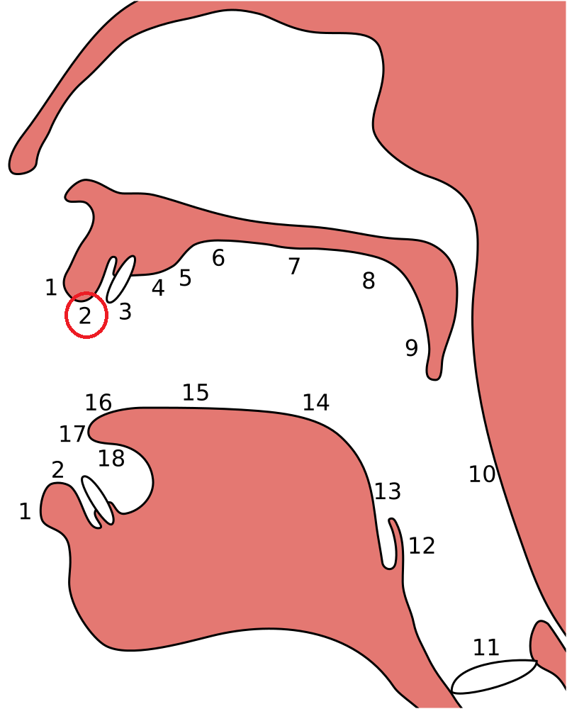 <p><span>Facies interiores labiorum/The inner faces of the lips</span></p>