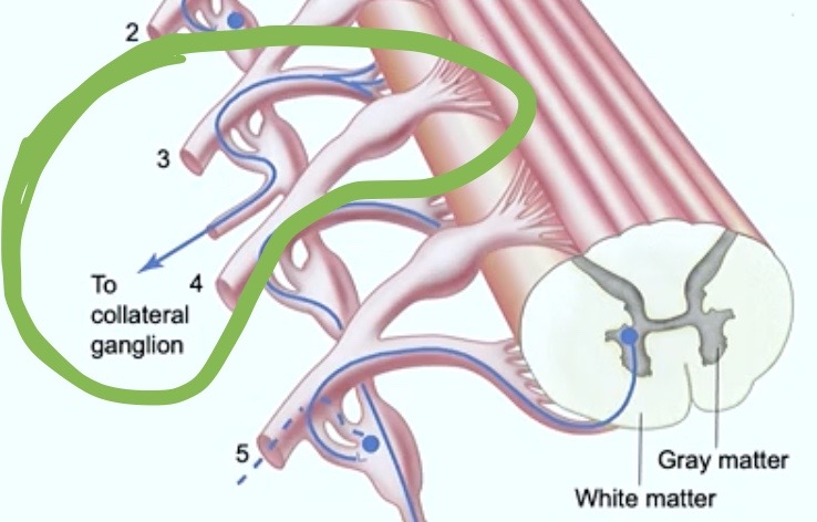 <p>Look at <strong>#3</strong></p><ul><li><p><strong>Preganglionic neuron</strong> comes out</p></li></ul><p>→ <strong>goes THROUGH</strong> the <strong>sympathetic ganglion chain</strong> but <strong>doesn’t stop there</strong></p><p>→ axon<strong> keeps on going to collateral ganglion!</strong></p>