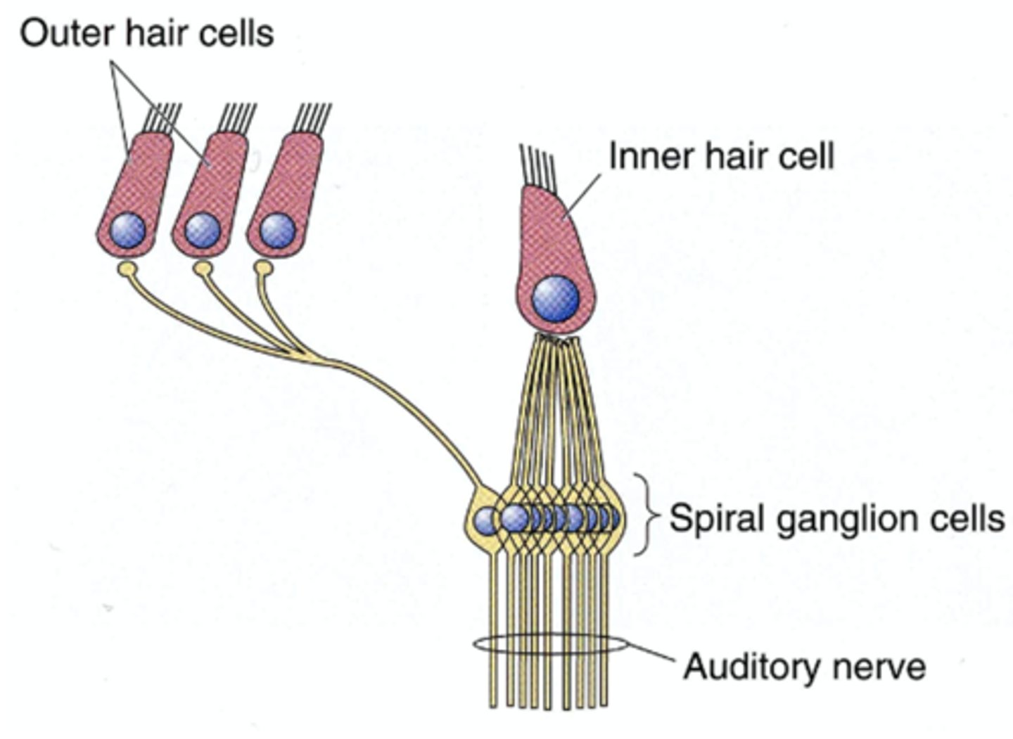 <p>Enhance the vibration of the basilar membrane, providing sensitivity and frequency selectivity (Cochlear Amplifier)</p>