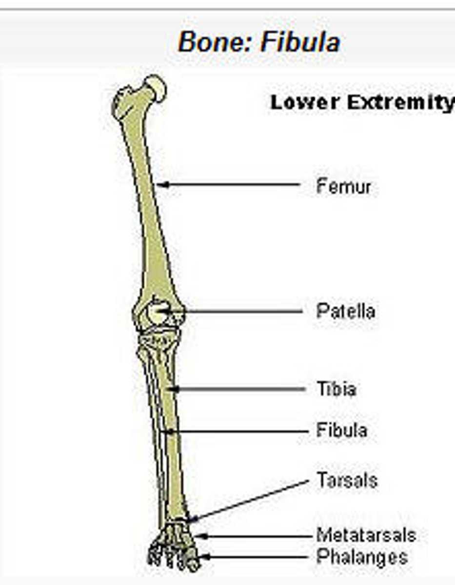 <p>Tibia - thicker &amp; medial bone</p><p>Fibula - thinner &amp; lateral bone</p>