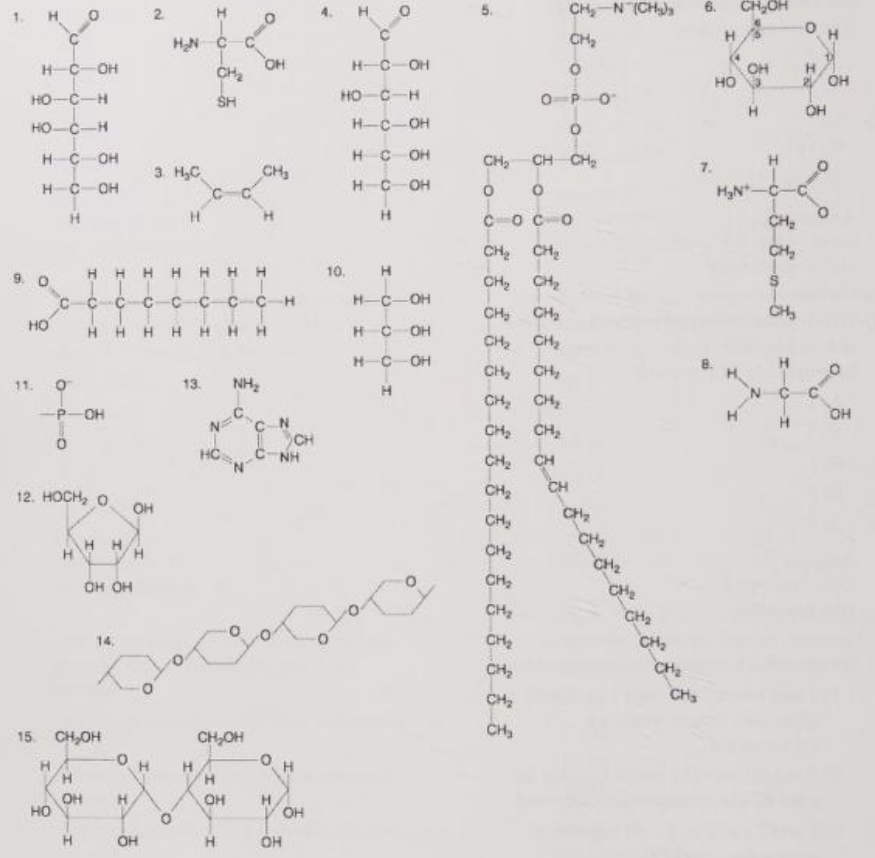 <p>Which of the following molecules contains a glycosidic linkage type of covalent bond?</p><p>A) 4</p><p>B) 6</p><p>C) 2</p><p>D) 13</p><p>E) 15</p>