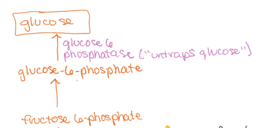 <p>enzyme glucose 6 phosphatase</p><p>dephosphorylizes</p>