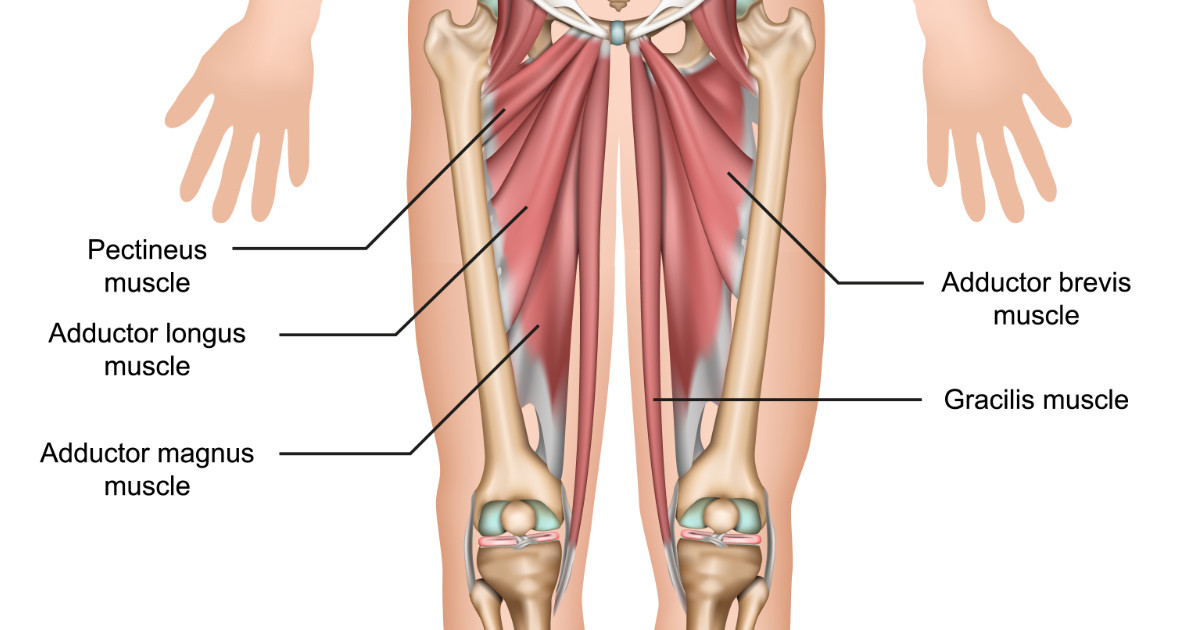 <p>thigh muscles medial to sartorius</p><p></p>