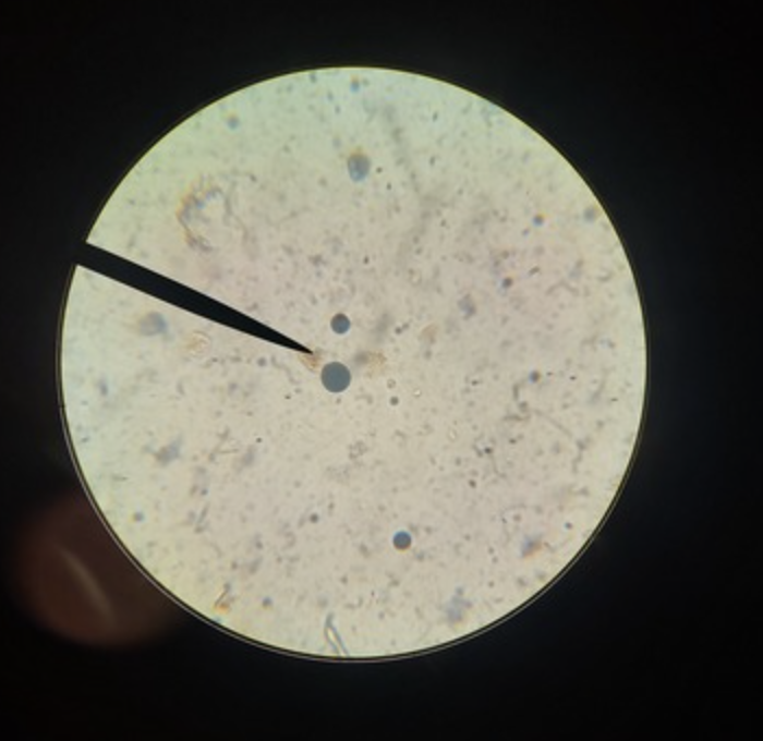 <ul><li><p>identify</p></li><li><p>m.o.t</p></li><li><p>infective stage</p></li><li><p>host</p></li></ul><p></p>