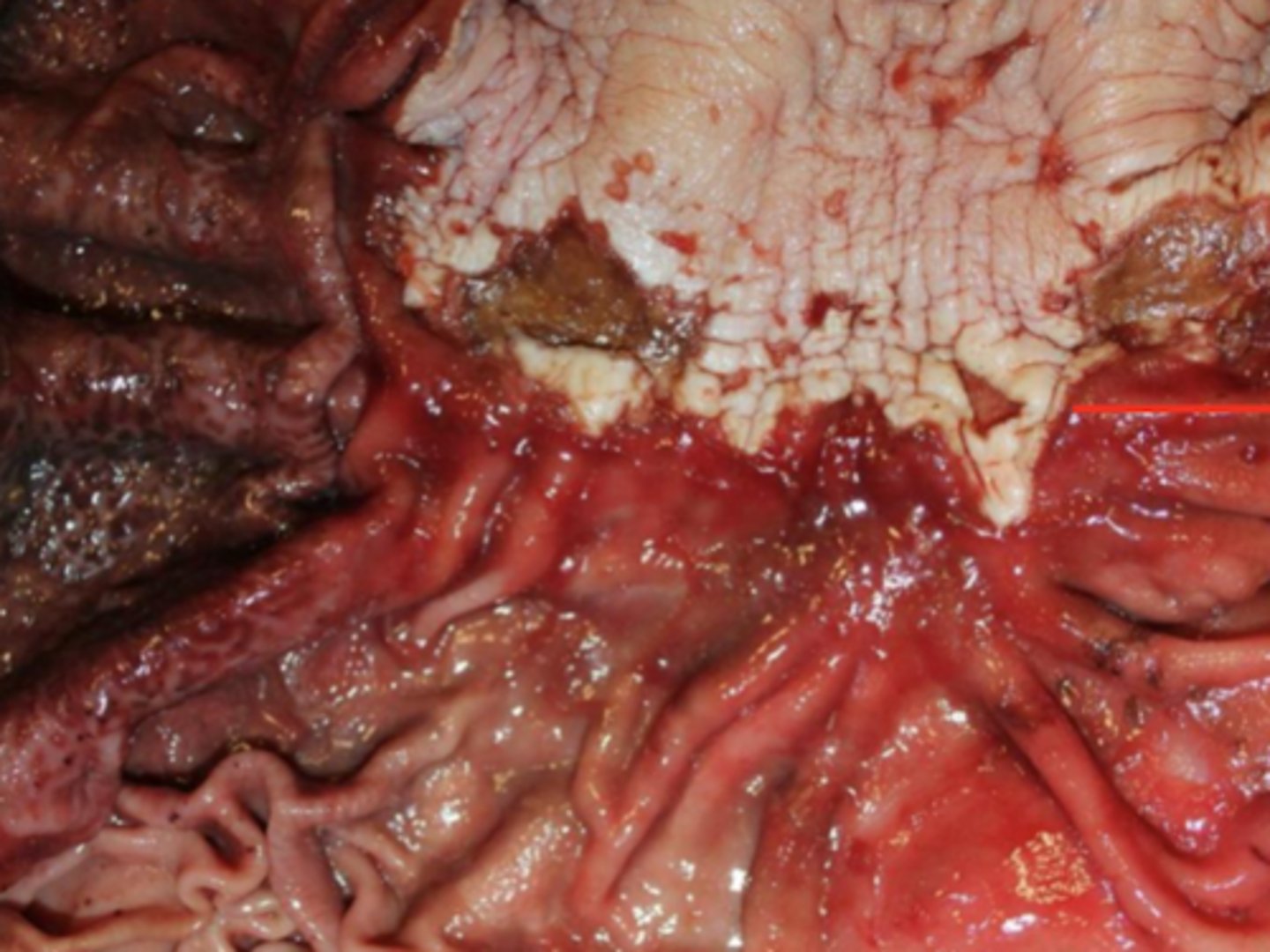 <p>¿diagnóstica morfológica?</p>