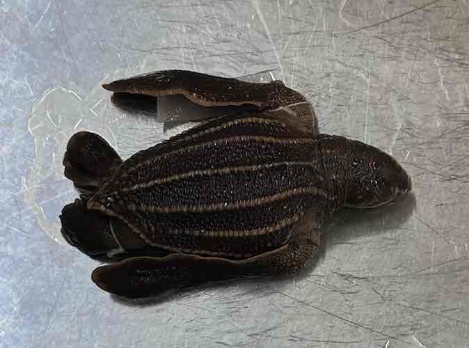 <p>Leatherback sea turtle</p>