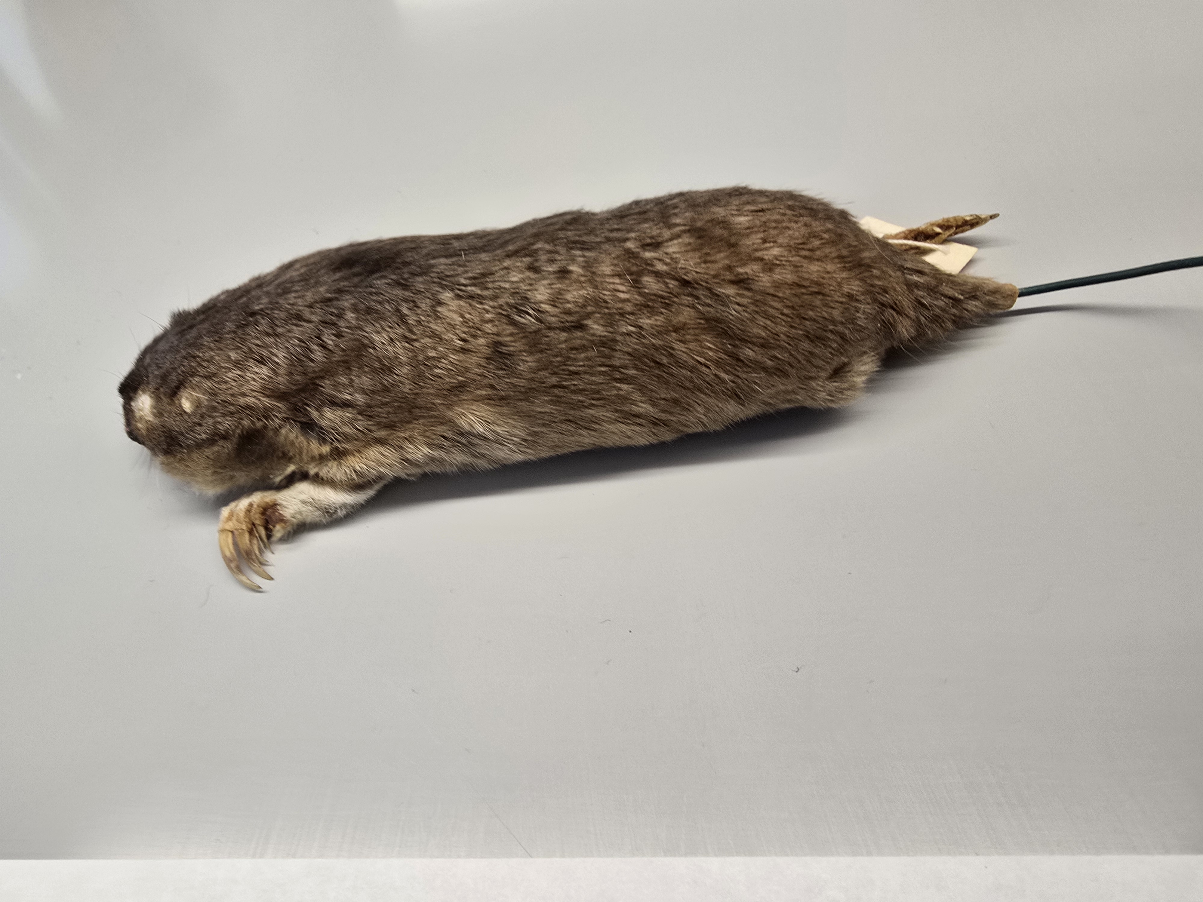 <p><span><span>plains pocket gopher</span></span></p>