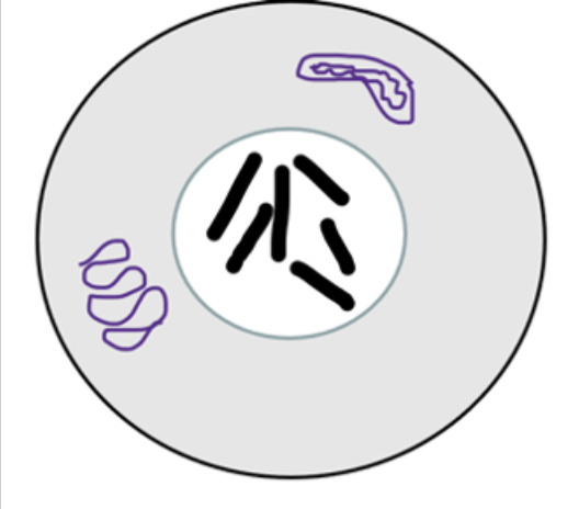 <p>See the parent cell above. One daughter cell ends up with 6 chromosomes but the other daughter cell ends up with 5 chromosomes. What was probably not functioning probably based on these results?</p><ol><li><p>Choice 1 of 3:The M checkpoint was faulty</p></li><li><p>Choice 2 of 3:Cytokinesis did not occur correctly</p></li><li><p>Choice 3 of 3:The cell did not go through S phase</p></li></ol>