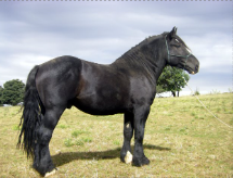 <p>Identify the breed of horse?</p>