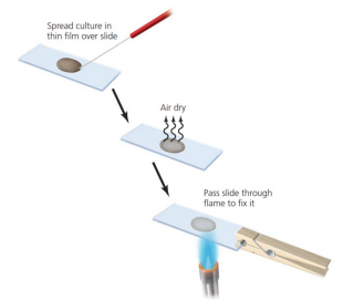 <ul><li><p>Spread culture thinly over the slide</p></li><li><p>Air dry</p></li><li><p>Pass slide through flame to fix it</p></li></ul><p></p>