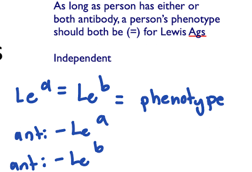 <ul><li><p>Le-a and Le-b are not alleles</p></li><li><p>Lewis system depends on Hh, Se, and Le genes</p></li><li><p>le, h, and se do not produce products </p></li><li><p>if the Le gene is inherited → Le-a substance is produced</p></li><li><p>Le, H, and Se genes must all be inherited to convert Le-a to Le-bLe(a+b+) </p></li><li><p>RBCs are rare</p></li></ul><p></p>