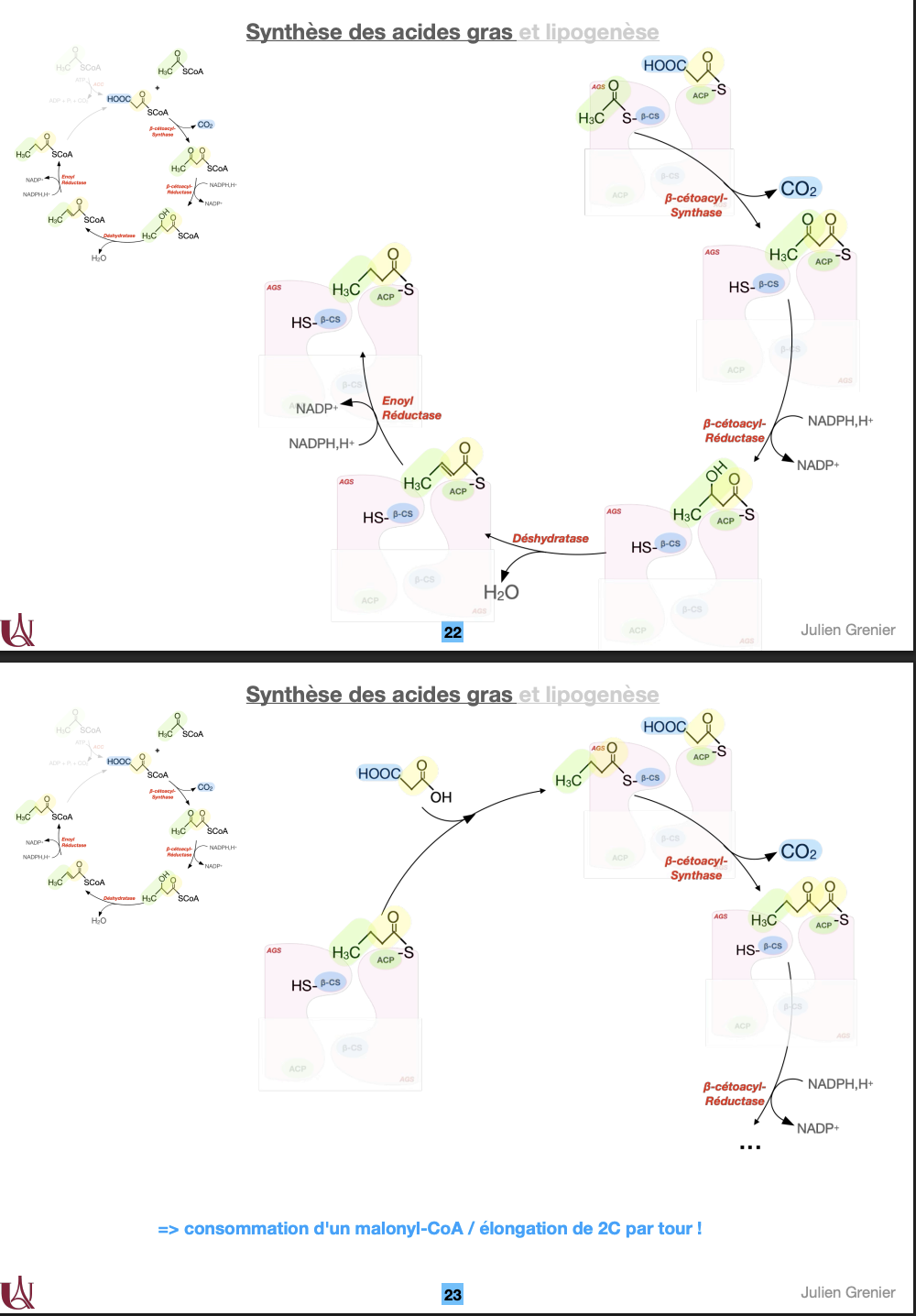 <img src="https://knowt-user-attachments.s3.amazonaws.com/3d1279ec-1616-488e-a28d-d8b91456c721.png" data-width="100%" data-align="center"><img src="https://knowt-user-attachments.s3.amazonaws.com/560fe87e-7503-4877-892a-359a12636bca.png" data-width="100%" data-align="center"><img src="https://knowt-user-attachments.s3.amazonaws.com/5a03fca5-ec95-425c-8361-6ddf6049babc.png" data-width="100%" data-align="center"><img src="https://knowt-user-attachments.s3.amazonaws.com/f80ed43e-81cd-4cb9-98a6-945952d2119b.png" data-width="100%" data-align="center"><img src="https://knowt-user-attachments.s3.amazonaws.com/aa7cdfb2-a6dc-4828-92e5-1c9133ce36bf.png" data-width="100%" data-align="center"><ol><li><p></p></li></ol><ul><li><p><strong>Étape 1 : Sortie de l’acétyl-CoA mitochondrial.</strong><br>→ L’acétyl-CoA est transformé en <strong>citrate</strong> (acétyl-CoA + oxaloacétate) qui diffuse vers le cytosol, puis reconverti en acétyl-CoA par l’<strong>ATP-citrate lyase</strong> (consomme 1 ATP).<br>→ L’<strong>oxaloacétate</strong> est réduit en malate par la <strong>malate déshydrogénase</strong>, puis le malate est décarboxylé en pyruvate par l’<strong>enzyme malique</strong>, libérant un <strong>NADPH,H⁺</strong> nécessaire à la synthèse.</p></li><li><p><strong>Étape 2 : Carboxylation de l’acétyl-CoA en malonyl-CoA.</strong><br>→ Catalysée par l’<strong>acétyl-CoA carboxylase (ACC)</strong>, nécessitant <strong>ATP</strong>, <strong>CO₂</strong> et <strong>biotine</strong>.<br>→ Produit : <strong>malonyl-CoA</strong>, donneur de 2C pour la synthèse.</p></li><li><p>**Étape 3 : Synthèse des acides gras par l’<strong>acide gras synthase (AGS)</strong> dans le cytosol.<br>→ L’AGS assemble l’acétyl-CoA et le malonyl-CoA pour former un acide gras saturé (palmitate C16).</p></li></ul><div data-type="horizontalRule"><hr></div><ol start="2"><li><p></p></li></ol><ul><li><p><strong>Réaction ACC :</strong><br>Acétyl-CoA + CO₂ + ATP → <strong>Malonyl-CoA + ADP + Pi</strong></p></li><li><p><strong>Régulation :</strong></p><ul><li><p><strong>Activation allostérique :</strong> par le <strong>citrate</strong> (signe d’un excès énergétique).</p></li><li><p><strong>Inhibition allostérique :</strong> par le <strong>palmitoyl-CoA</strong> (produit final).</p></li><li><p><strong>Régulation hormonale :</strong></p><ul><li><p><strong>Insuline</strong> active ACC (déphosphorylation via phosphatase).</p></li><li><p><strong>Glucagon / adrénaline</strong> inhibent ACC (phosphorylation via PKA/AMPK).<br>→ C’est <strong>l’unique étape régulée</strong> de la lipogenèse.</p></li></ul></li></ul></li></ul><div data-type="horizontalRule"><hr></div><ol start="3"><li><p></p></li></ol><ul><li><p><strong>Cycle enzymatique de l’AGS (4 réactions répétées)</strong> :<br><span data-name="one" data-type="emoji">1⃣</span> <strong>Condensation</strong> (β-cétoacyl synthase) : acétyl-CoA + malonyl-CoA → β-cétoacyl-ACP + CO₂.<br><span data-name="two" data-type="emoji">2⃣</span> <strong>Réduction</strong> (β-cétoacyl réductase) : NADPH → NADP⁺.<br><span data-name="three" data-type="emoji">3⃣</span> <strong>Déshydratation</strong> (déshydratase) : élimination de H₂O.<br><span data-name="four" data-type="emoji">4⃣</span> <strong>Réduction finale</strong> (énoyl réductase) : NADPH → NADP⁺ → acyl-ACP allongé de 2C.</p></li></ul><p>→ Chaque cycle consomme <strong>1 malonyl-CoA</strong> et <strong>2 NADPH,H⁺</strong> → <strong>élongation de +2 carbones</strong> par tour.<br>→ Le <strong>palmitate (C16)</strong> est le produit final de la synthèse, ensuite libéré par une <strong>thioestérase</strong>.</p><p><strong>Bilan global :</strong><br>8 acétyl-CoA + 7 ATP + 14 NADPH → <strong>palmitate (C16:0) + 14 NADP⁺ + 8 CoA + 7 ADP + 7 Pi + 6 H₂O</strong>.</p>