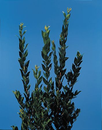 <p>What is the common name and form of the foliage?</p>