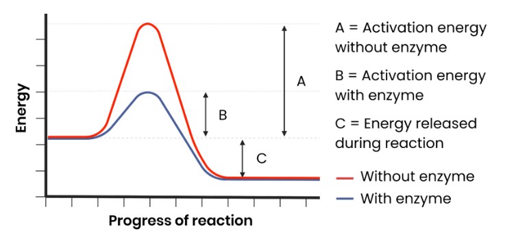 <p>Each enzyme lowers activation energy of reaction it catalyses, to speed up rate of reaction.</p>