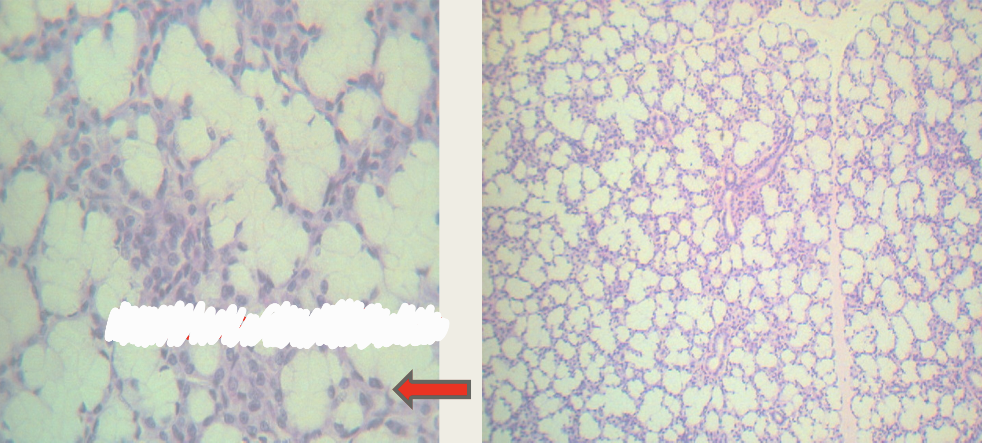 <p>Identify the structure</p>