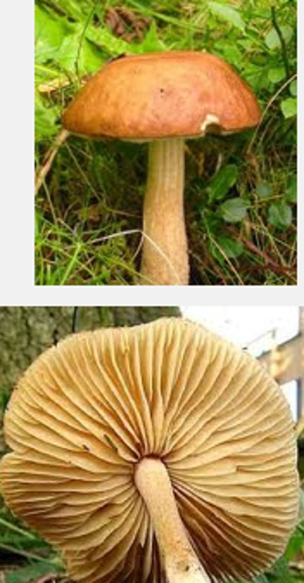 <p>fruiting body that protrudes from the ground and bears the basidia</p>
