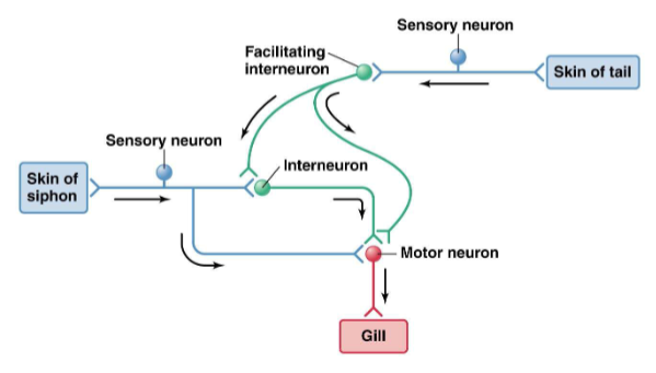 <p><span><span>Sensitization</span></span></p>