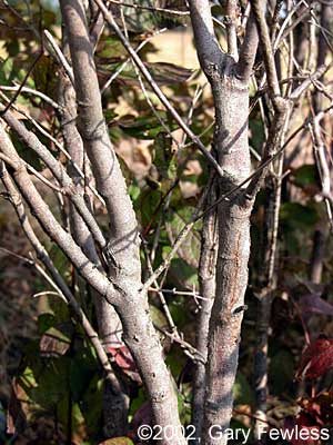 <p>Simple, opposite, lance-shaped or elliptic.Gray, smooth when young, developing shallow grooves with age</p>