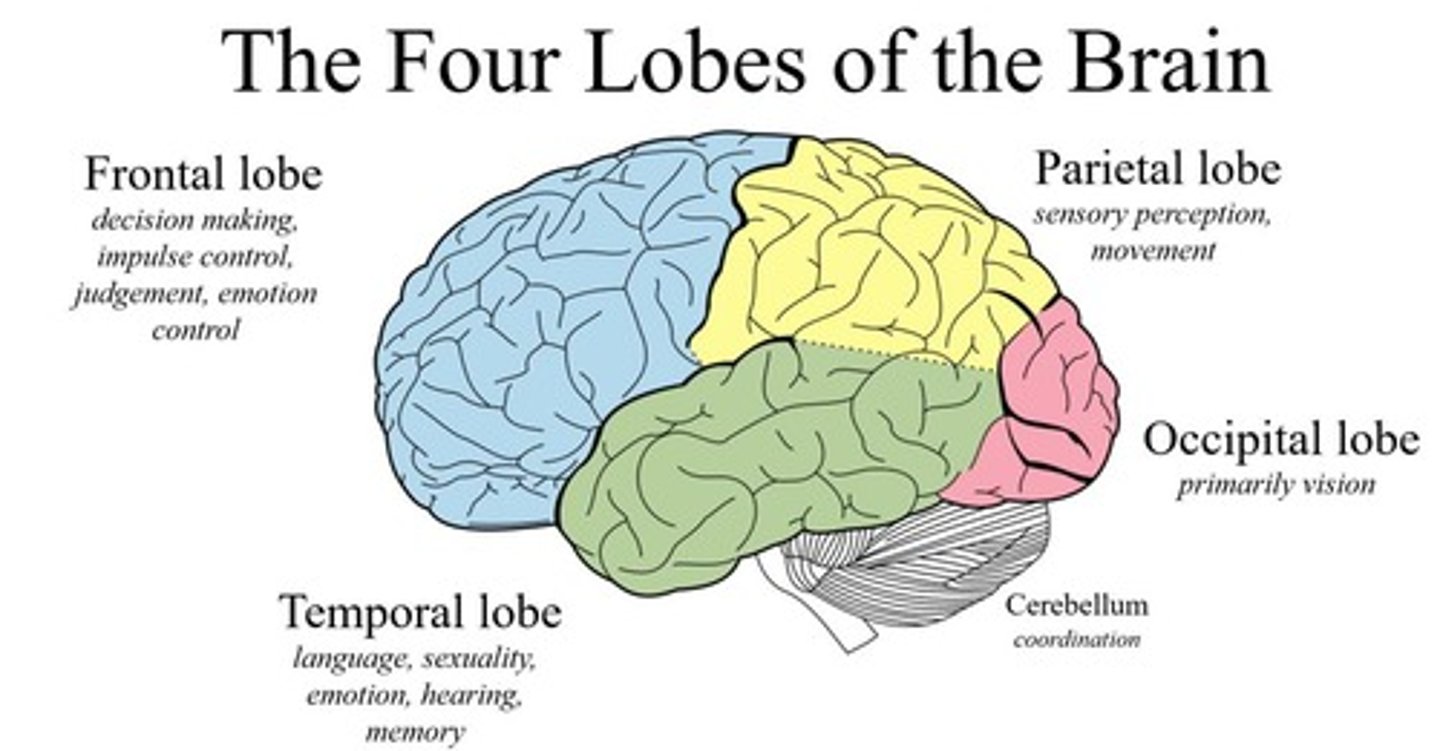<p>Frontal lobe: front of the brain</p><p>Parietal lobe: behind the frontal lobe, above the temporal lobe</p><p>Occipital lobe: back of the brain</p><p>Temporal lobe: side of the brain, above the ear (on the 2D image, it is at the bottom of the brain)</p>