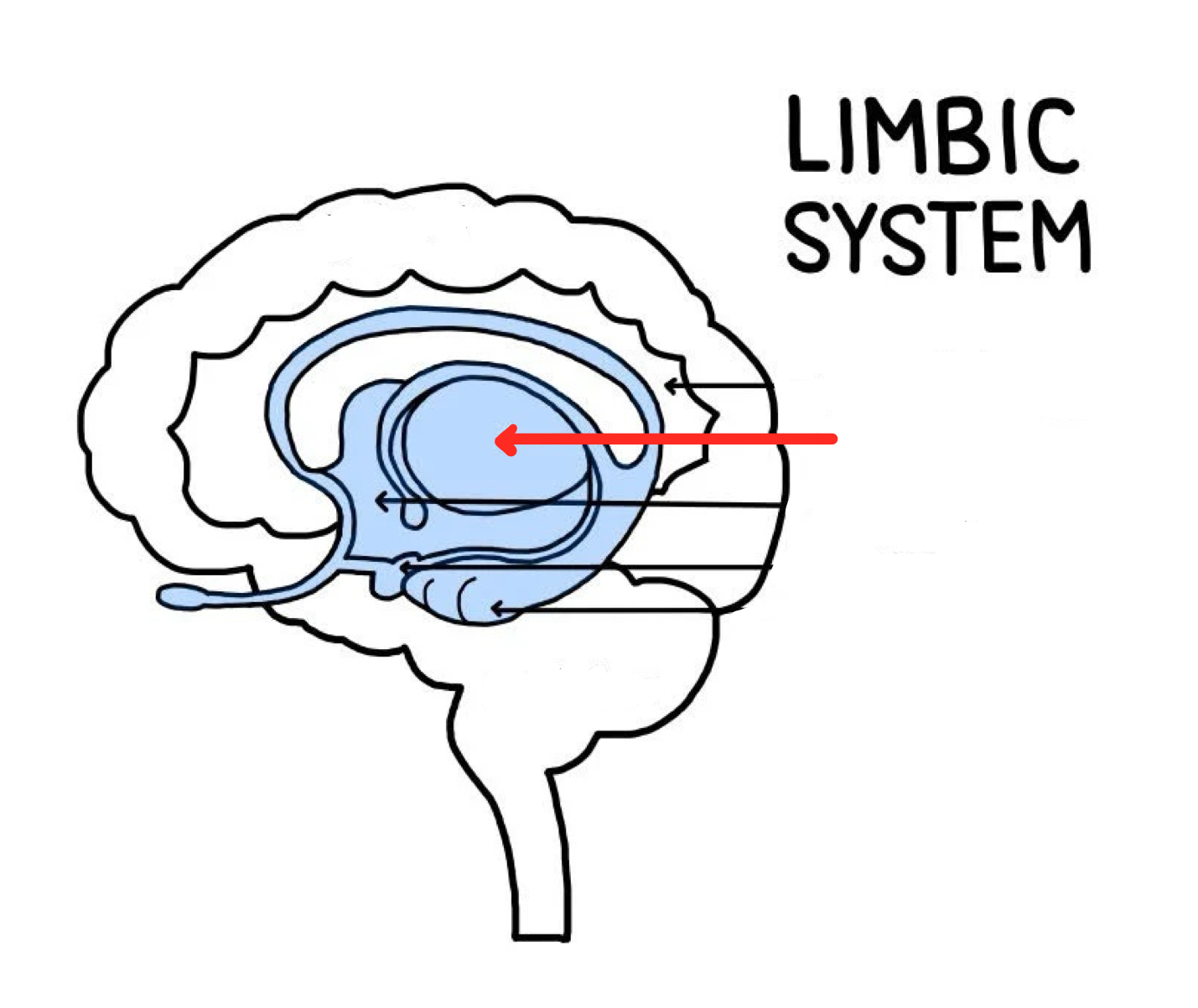 <p>Gateway from the sense organs to the primary sensory cortex, conveys sensory information to cortex</p><ul><li><p>Contains many areas, each of which connects to a specific region of the cerebral cortex</p></li><li><p>The “sensory relay station,” it passes through it, goes through initial processing, before traveling to the cortex.</p></li></ul><p></p>