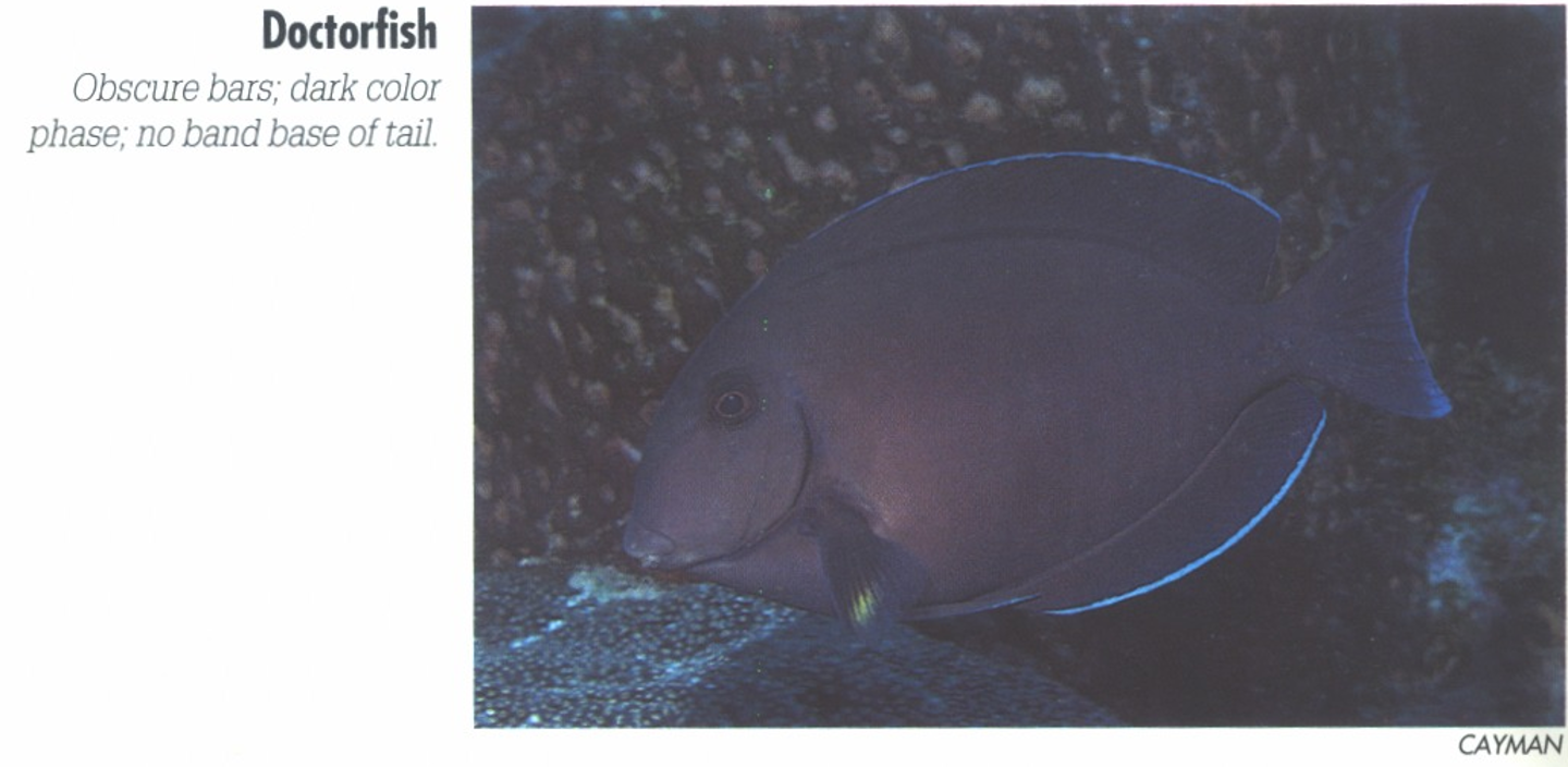 <p><span>Obscure bars; dark color phase; no band base of tail.</span></p>