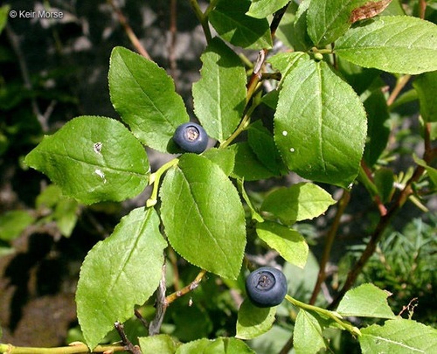 <p>Subalpine shrub</p><p>- About the same size shrub as Oval-Leaved.</p><p>- Produces dark, sometimes purplish-black berries.</p><p>- Leaf margins are finely toothed (Oval-Leaved Blueberry is smooth)</p><p>Important for wildlife</p><p>- Heavily browsed by bears, birds, and other mammals.</p><p>- Often co-occurs with other Vaccinium species in alpine fields.</p><p>- These reflect healthy berry-producing ecosystems.</p>