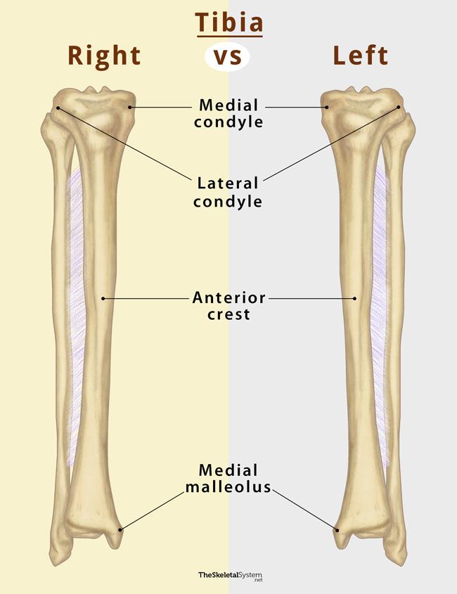 <p>Looks like a hammer. Orient with lateral condyle (hammer head) , anterior crest, and medial malleolus (pointy inferior projection)</p>