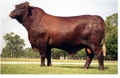 -Developed in TEXAS in 1920s (Brahman Shorthorn mix)
-Cherry red with short smooth coat
-Tick and bloat resistant, ease of calving
-All present day Santa Gertrudis descend from Monkey; the breed's foundation sire
