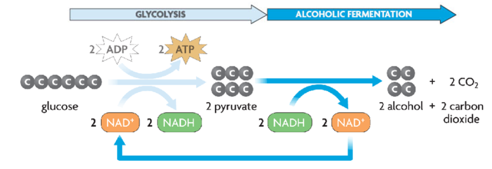 Alcoholic Fermentation