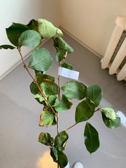 Aronia melanocarpa