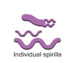 <p>What kind of Spirilla is this</p>