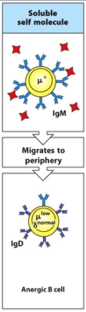 <p>- These migrate to the periphery and are anergic so are unable to react to the self-antigen binding</p><p>- Essentially they are rapidly lost through neglect</p>