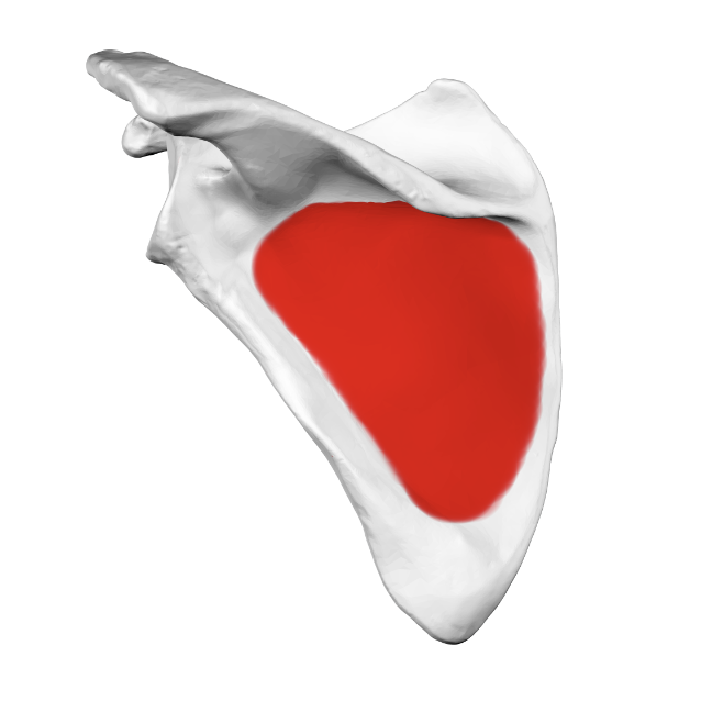 <p>what part of the scapula is this?</p>