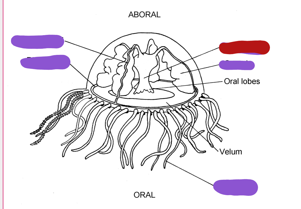 <p>Identify the red structure</p>
