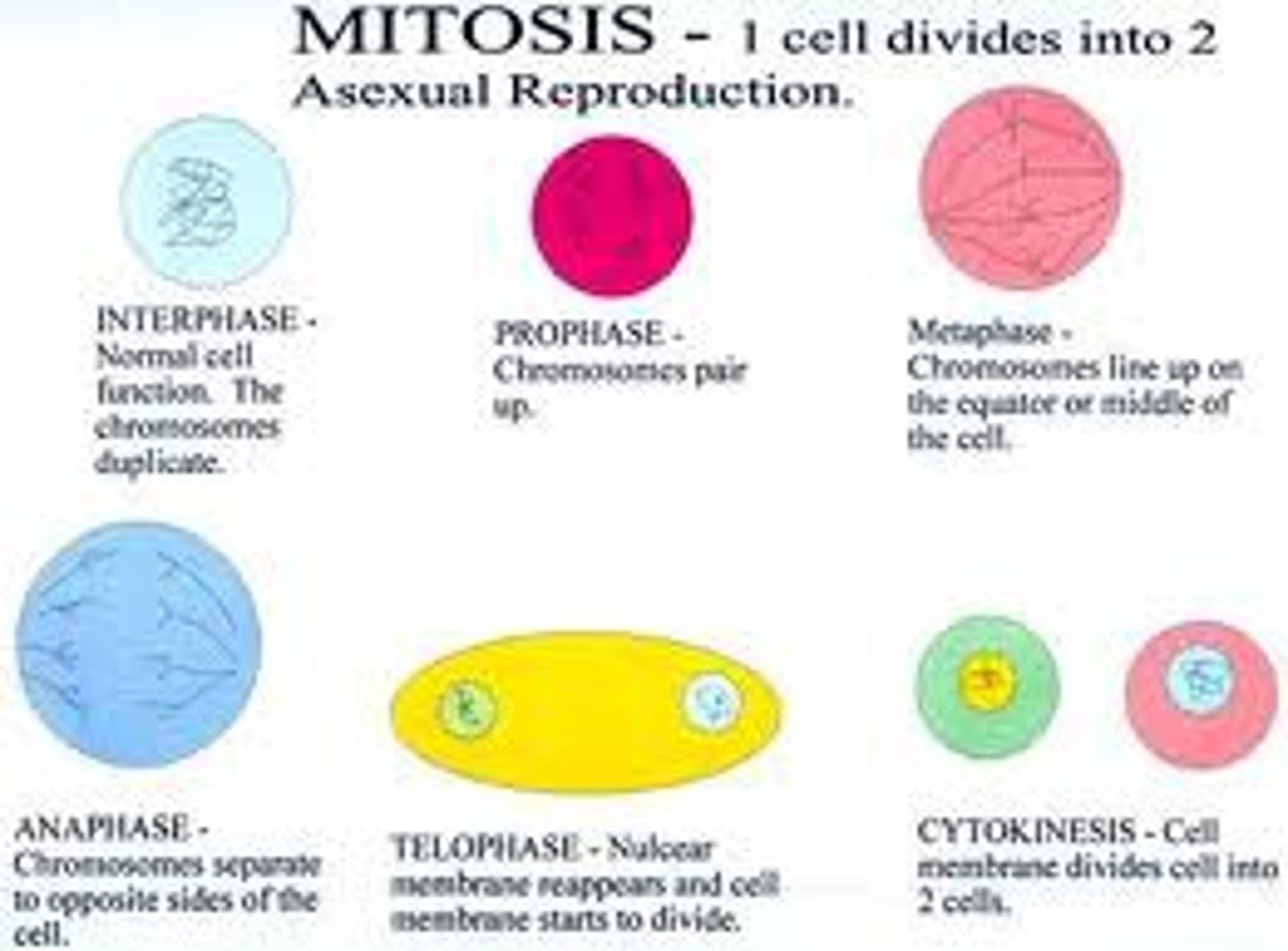 <p>mitosis and cytokinesis</p>