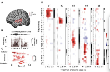<ul><li><p>each electrode represents a different brain area</p></li><li><p>phonemes are observed in the different electrodes </p></li><li><p>the red parts show which sounds observed by which electrode</p></li><li><p>each area has mapping for different sounds </p></li><li><p>how our brain proceses each phoneme sound </p></li></ul><p></p>