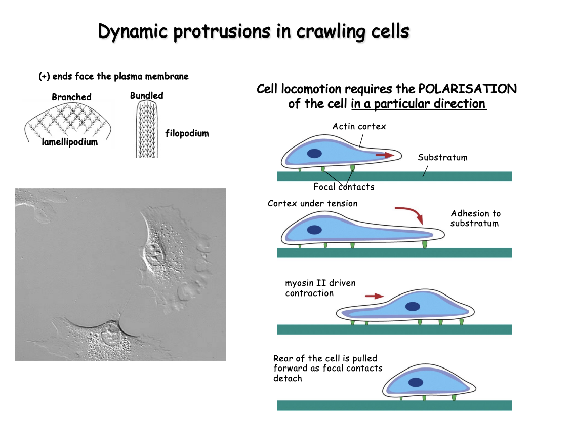 <p><strong>Cell must be polarised→ so it can persistently extend projections on one edge and reduce its net protrusive activity elsewhere</strong></p><p><strong>How→ Barbed + end features</strong></p><ul><li><p>Lamellipodium→ branched</p></li><li><p>Filopodium→ Bundled</p></li></ul><p></p>